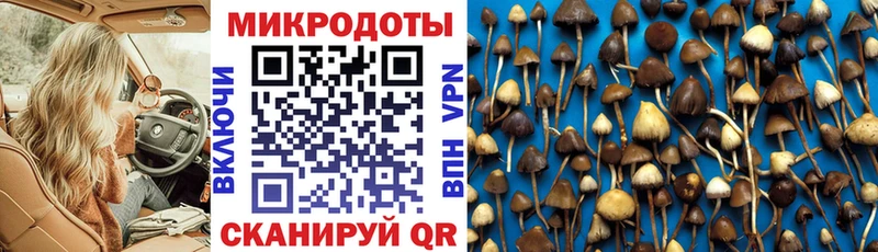 Псилоцибиновые грибы Psilocybe  Купить закладки  Евпатория 